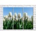 Pictură Magic Color White tulips on a Blue sky background (500071)