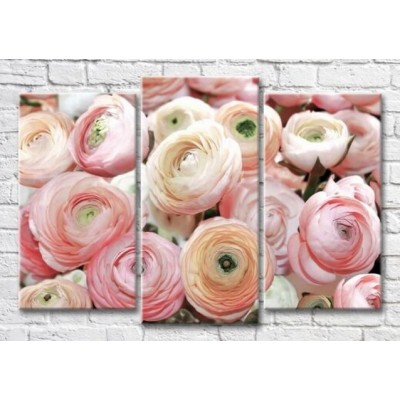 Pictură Magic Color Ranunculus Pink flowers (3565211)