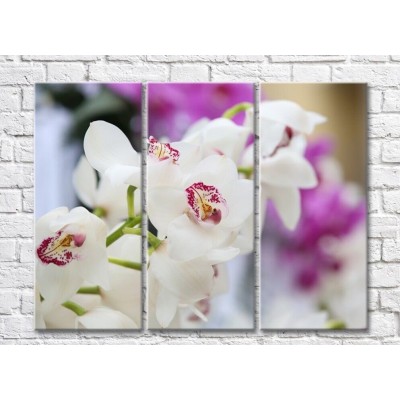 Картина Magic Color White orchid flowers on a branch (500078)