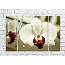 Картина Magic Color White orchid flowers with a Purple core (500079)