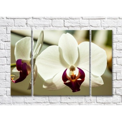 Картина Magic Color White orchid flowers with a Purple core (500079)