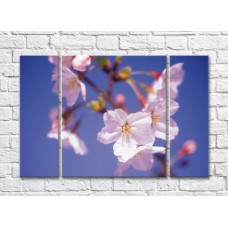 Картина Magic Color White sakura flowers on a branch background (500080)