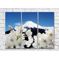 Картина Magic Color White Sakura flowers against the background of Mount Fuji (500081)