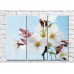 Pictură Magic Color White Sakura flowers on a Blue background (500087)