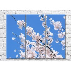 Pictură Magic Color White Sakura flowers on a Blue sky background (500086)