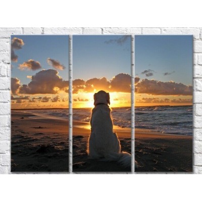 Pictură Magic Color White Labrador on the seashore (3469132)