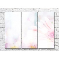 Картина Magic Color White Transparent background with flowers (500090)