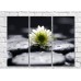 Картина Magic Color White flower on Black pebbles with water drops (500091)