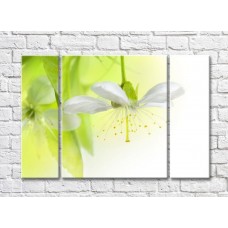 Картина Magic Color White flower with stamens on a Light/Green background (500092)