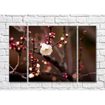 Картина Magic Color White sakura flower on Brown branches background (500093)