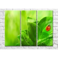 Картина Magic Color Ladybug on Green plant leaves (500096)