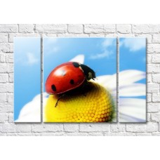 Картина Magic Color Ladybug on a camomile against the Blue sky (500098)