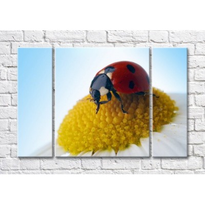 Картина Magic Color Ladybug on a camomile against the sky (500099)