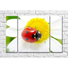 Картина Magic Color Ladybug on a chamomile flower (500100)