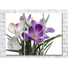 Картина Magic Color Bouquet of White and Purple crocuses (500113)