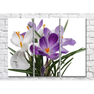 Картина Magic Color Bouquet of White and Purple crocuses (500113)