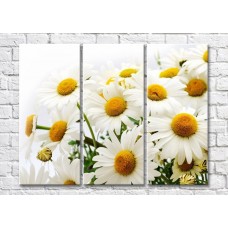 Картина Magic Color Bouquet of daisies on a White background (500157)