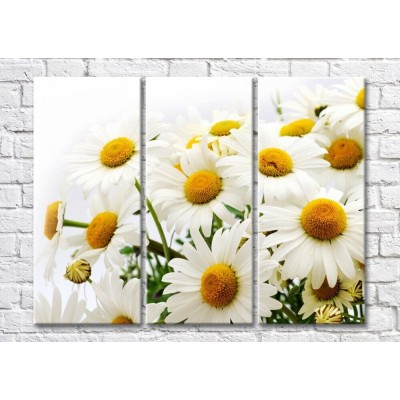 Pictură Magic Color Bouquet of daisies on a White background (500157)