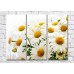 Pictură Magic Color Bouquet of daisies on a White background (500157)