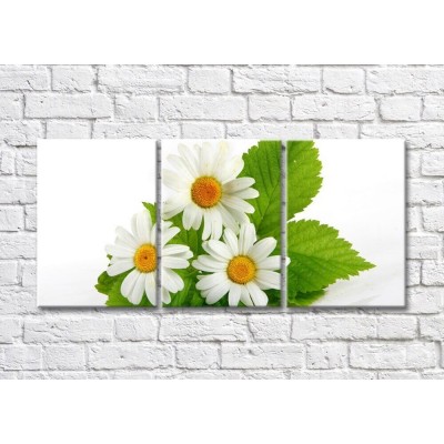 Картина Magic Color Bouquet of daisies with large leaves (500165)