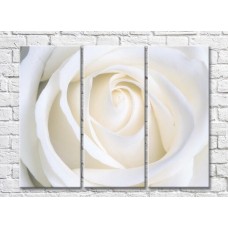 Картина Magic Color White rose bud (3448892)