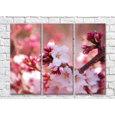 Картина Magic Color Sakura buds and flowers (500169)