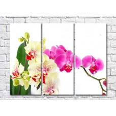 Картина Magic Color Vanilla and Purple orchids on White background (500170)