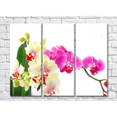 Pictură Magic Color Vanilla and Purple orchids on White background (500170)