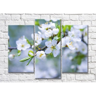 Картина Magic Color Sakura branches with White flowers (500172)