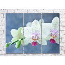 Картина Magic Color White orchid speckled branch on Gray/Blue background (500174)