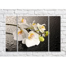 Картина Magic Color White orchid branch on wet Black background (500175)