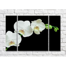 Картина Magic Color Branch of White orchid on Black background (500177)