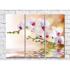 Картина Magic Color White orchid branch above water (500178)