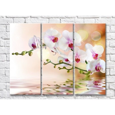 Pictură Magic Color White orchid branch above water (500178)