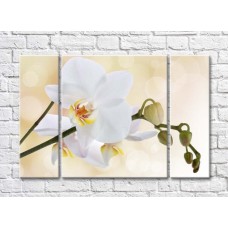 Картина Magic Color White orchid branch with buds on a Beige background (500180)