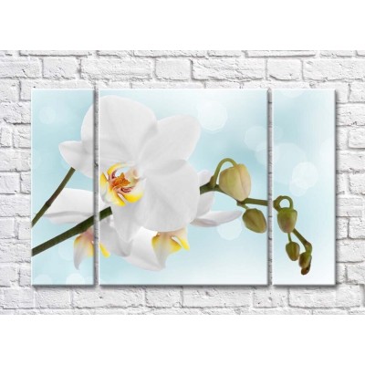 Картина Magic Color White orchid branch with buds on a Blue background (500181)