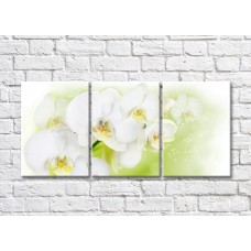 Pictură Magic Color White orchid branch with large flowers (500182)