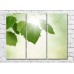 Картина Magic Color Birch branch with leaves in the sun (500183)