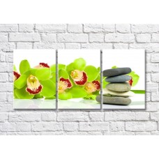 Pictură Magic Color Green orchid branch and flat stones on White background (500185)