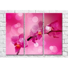 Картина Magic Color Orchid branch on a Pink background with White circles (500188)