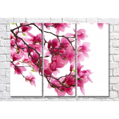 Картина Magic Color Pink magnolia branch on White background (500192)