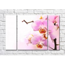 Картина Magic Color Branch of Pink orchid on a White background (500195)