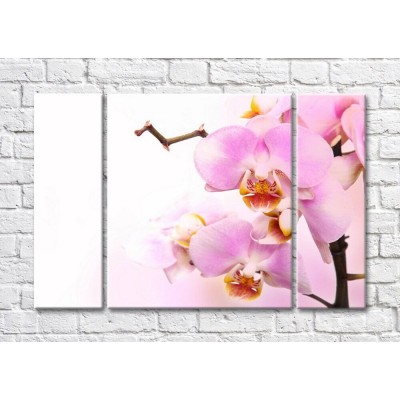 Pictură Magic Color Branch of Pink orchid on a White background (500195)