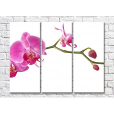 Картина Magic Color Branch of Pink orchid with flowers and buds (500197)