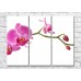 Картина Magic Color Branch of Pink orchid with flowers and buds (500197)