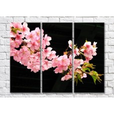 Картина Magic Color Branch of Pink sakura on a Black background (500200)