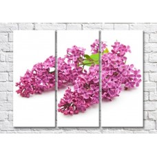 Картина Magic Color Branch of Pink lilac on a White background (500201)