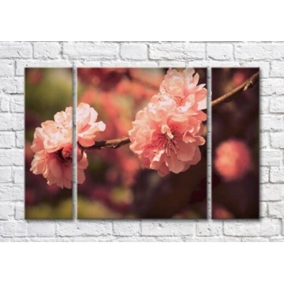 Pictură Magic Color Sakura branch with large fluffy flowers (500205)