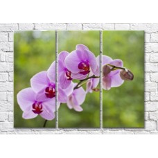 Pictură Magic Color Branch of Lilac orchid on a Green background (500207)