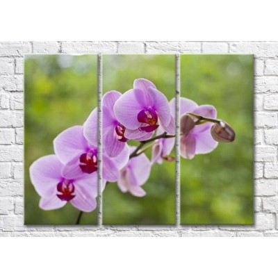 Pictură Magic Color Branch of Lilac orchid on a Green background (500207)